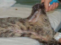 湿湿冷冷的猫鼻子，是猫咪身上最与众不同的