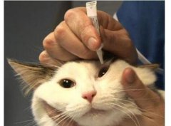 什么原因导致暹罗猫越长越黑导致暹罗猫可爱