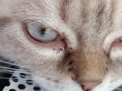 猫咪跳楼却看不到伤痕不要忽略了内伤