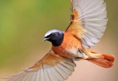 海豚不怕鲨鱼海豚不怕鲨鱼原因