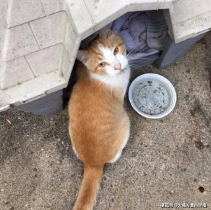 如何给猫猫驱虫?怎么样选择猫咪驱虫药?