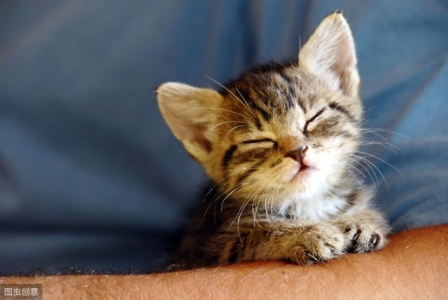 幼猫洗澡误区:非但无法预防猫癣,更可能致命