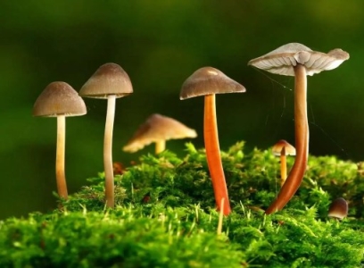 神奇的植物界：探寻真相 食人花是否存在