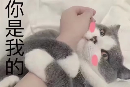 新手怎么喂养和训练两个月的小奶猫?最详细的教程来了