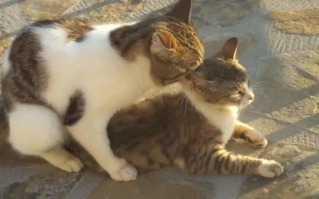 新手怎么喂养和训练两个月的小奶猫?最详细的教程来了