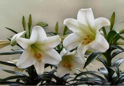 新手怎么喂养和训练两个月的小奶猫?最详细的教程来了