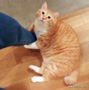 猫咪多少斤才算正常看看你家的猫咪体重正常