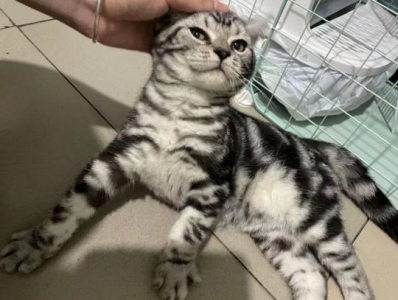 猫咪年龄换算大法:你家猫咪年龄可能比你还大?