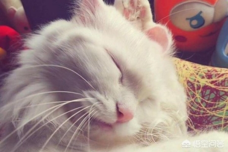 猫咪年龄换算大法:你家猫咪年龄可能比你还大?