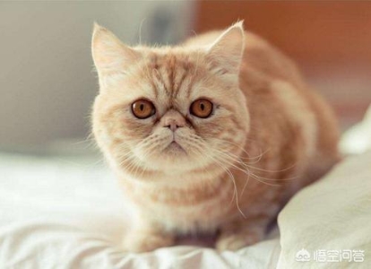 如何从猫咪的牙齿看出它的年龄吗?猫咪牙齿概览图