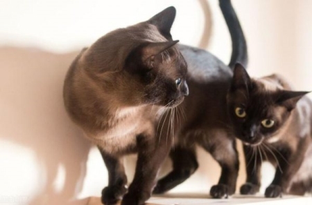 猫咪打嗝可不好笑,可能是疾病的信号,幸免错过医治