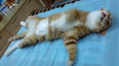 猫咪绝育最佳时间是何时6～8个月左右，处