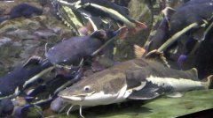 罕见的视频显示，加利福尼亚湾难以捉摸的深海鱿鱼抱着她很大的半透明卵