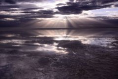 对待爱情矢志不渝的鸟类，浪漫的求偶交配过