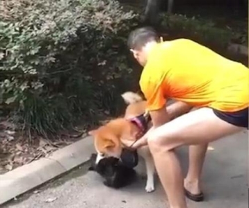 猫咪年龄怎么看？需要了解每个阶段特征