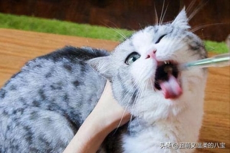 猫咪年龄怎么看？需要了解每个阶段特征