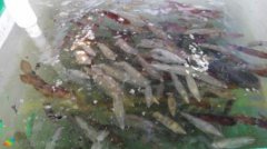 世界上咬合力最强的生物巨齿鲨高达36吨超