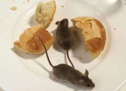 地球上最可爱的老鼠 盘点几种呆萌有