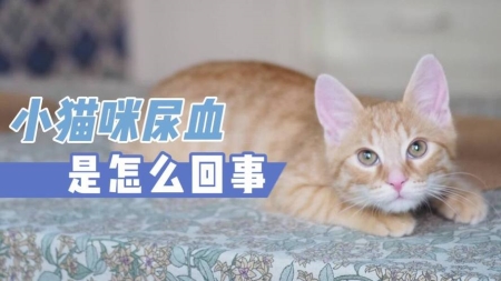 幼猫的处于良好的状态标准及喂养准则：两个月之后的喂养要点