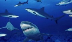 世界三大美食鱼子酱松露鹅肝最贵