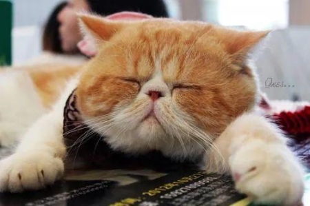 猫咪脂肪肝的症状有哪些？猫咪脂肪肝怎么医治？