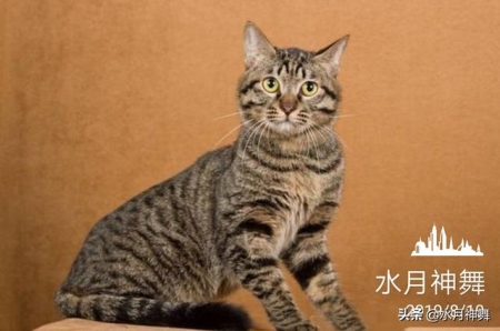 猫咪脂肪肝的症状有哪些？猫咪脂肪肝怎么医治？