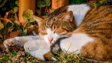猫咪脂肪肝的症状有哪些？猫咪脂肪肝怎么医治？