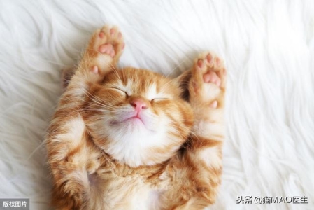 猫咪在何时绝育才是最佳的？不绝育会对猫咪本身有什么伤害呢？