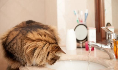 猫咪能吃的20种人类食物，养猫的你不妨看看！