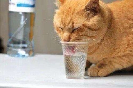 猫咪能吃的20种人类食物，养猫的你不妨看看！