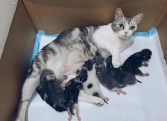 宠医教你，猫咪骨折了解决办法？猫咪骨折的