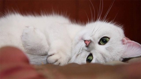 宠医教你，猫咪骨折了怎么办？猫咪骨折的症状