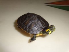 科学家警告第六次地球生物大灭绝已经正式开