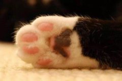 小奶猫感冒发烧有效降温？遇到小奶猫感冒发啥应该处理？