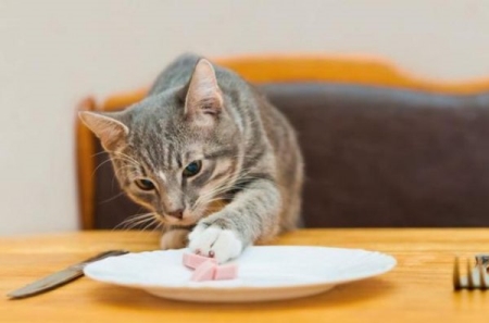 小奶猫感冒发烧怎么有效降温？遇到小奶猫感冒发啥应该怎么处理？