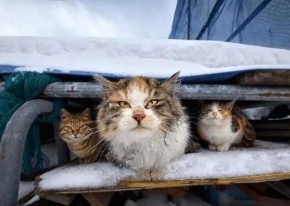 猫咪早上粘人一直叫，必须摸摸头