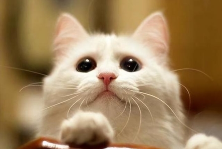 猫咪疫苗并非不如狗狗全面?八联和七联有什么分别?