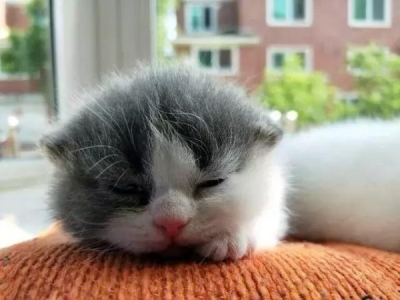 猫咪一如反常随地大小便?猫咪异常排泄的行为解析