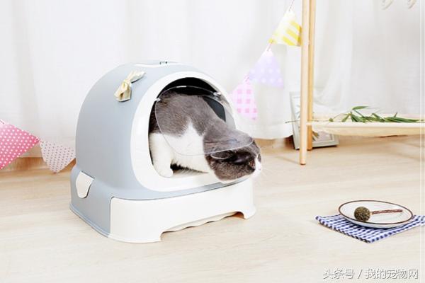 怎么让猫咪主动去猫砂拉屎?