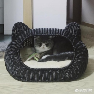 猫内外驱虫多少钱?猫咪内驱要注意什么?