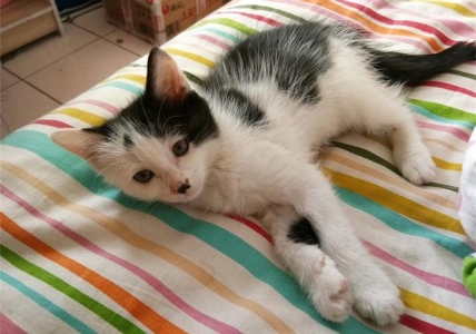 短尾猫品种大解析:你不知道的多样性