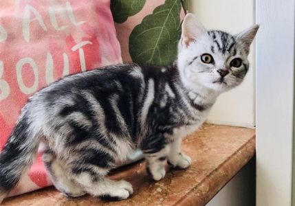 养什么品种的猫咪比较好?首选这8种猫咪,不仅廉价还好养!