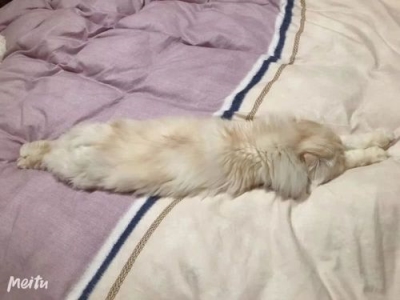 如何快速让猫不叫春？采取一些办法来缓解它的发现行为