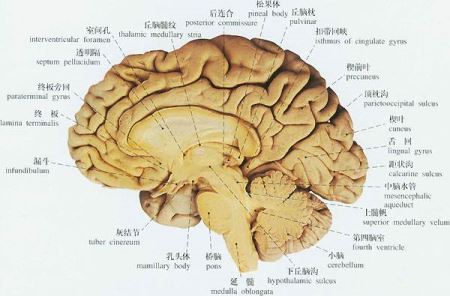 巨型翻车鱼，一种大型海洋鱼类之一性情凶猛