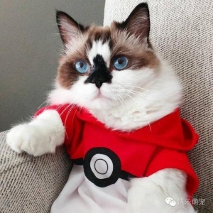 猫咪身上的白色部分可以分布在哪里?关于猫咪白斑分布的问题