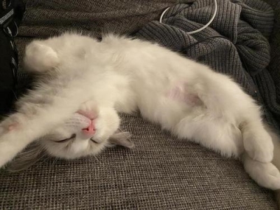 除了猫粮,猫咪还可以吃这6种食物,廉价又营养,一般家庭都有