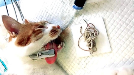 猫咪为什么会发出咕噜咕噜的声音？是不是猫咪生病了？