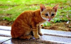 猫宫庄园被猫咪咬伤了解决办法？该处理