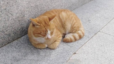 猫肠胃炎会死吗?猫咪肠胃炎怎么办?不及时护理会死亡吗?
