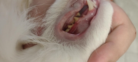 刚出生的小猫要如何照顾？人工喂养能养活吗？养猫人必看